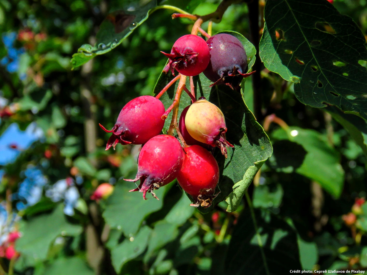 Amelanchier "martin" (Amelanchier alnifolia) 2 ans