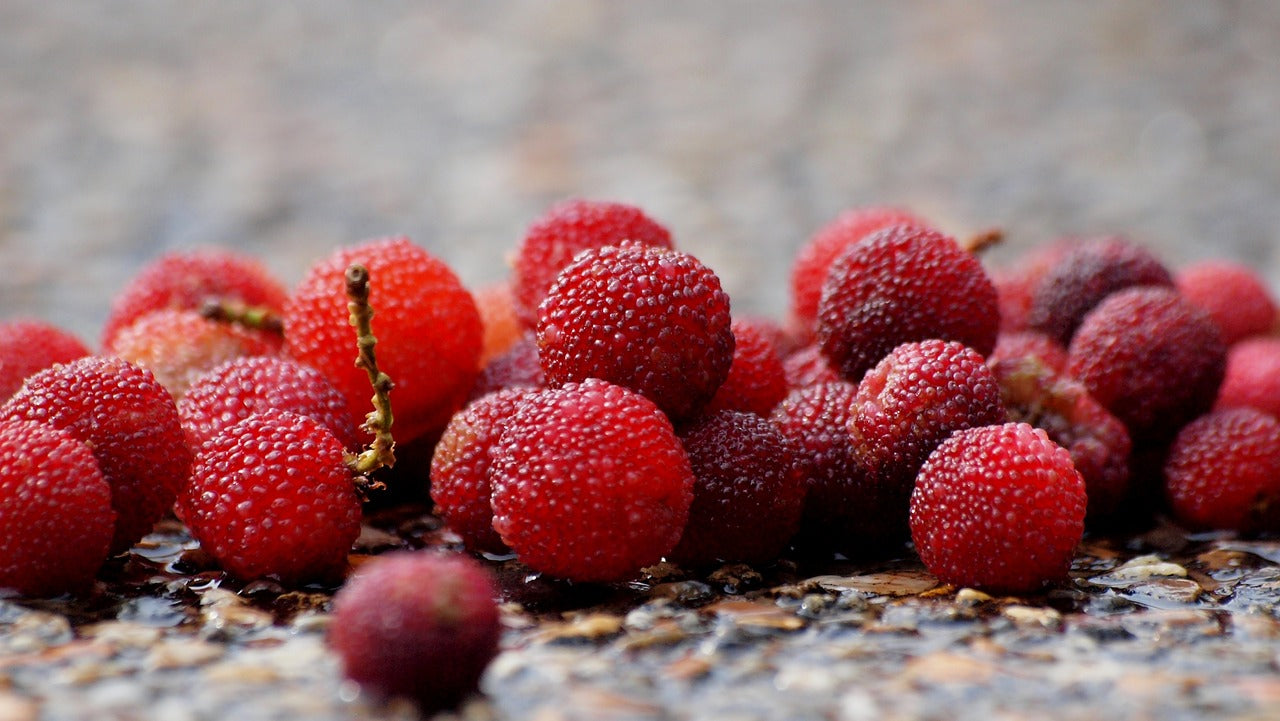 Arbousier "compacta rubra" (Arbutus unedo)