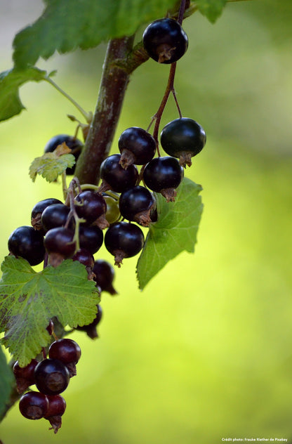 Cassis "Noir de bourgogne"