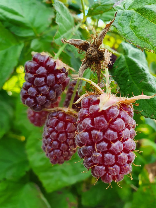 Mûre-Framboise (Mûroise) "Logan berry"