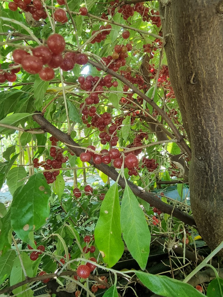 Chalef d'automne sweet'n tart (Elaeagnus umbellata)
