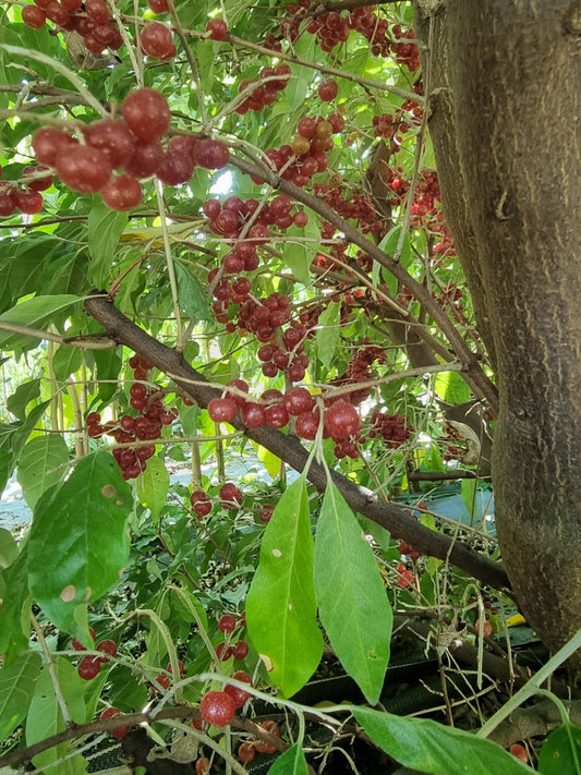 Chalef d'automne sweet'n tart (Elaeagnus umbellata)