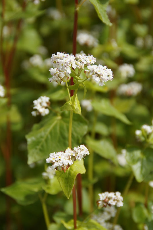 Epinard d'asie// Sarrasin vivace (Fagopyrum Dibotrys)