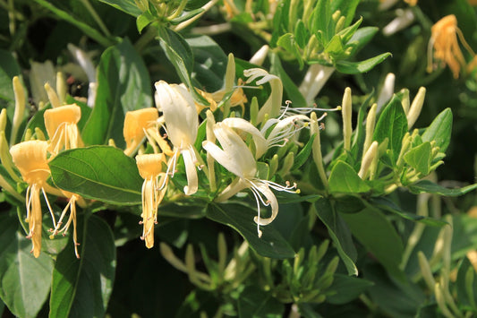 Chévreufeuille d'hiver (Lonicera fragrantissima)