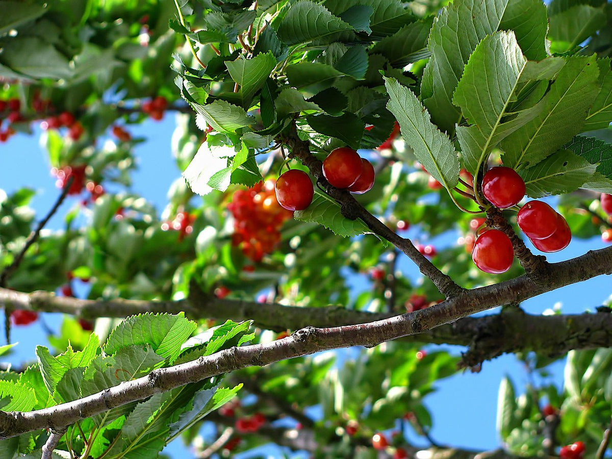 Cerisier 'grosse cerise précoce 2'