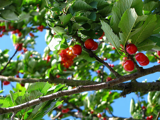 Cerisier 'grosse cerise précoce 2'