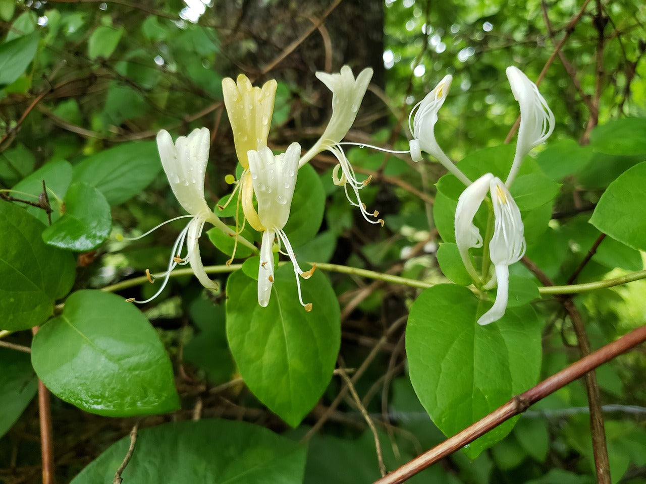 Chévrefeuille du japon "Halliana"