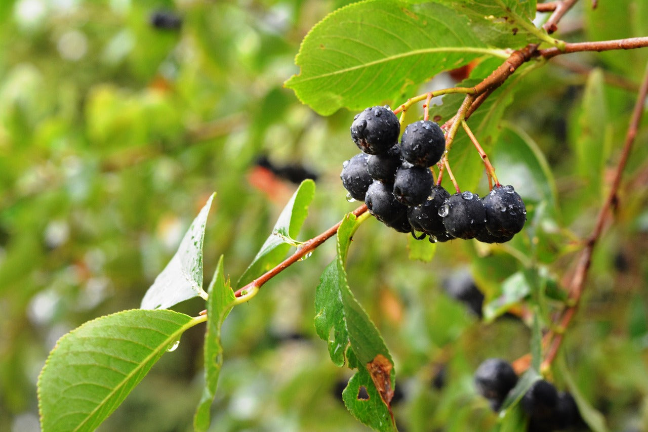 Aronie "Vicking"  Aronia melanocarpa