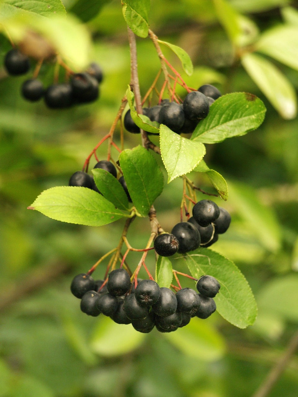 Aronia "Vicking"  Aronia melanocarpa