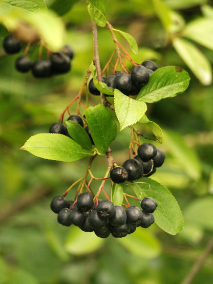 Aronia "Vicking"  Aronia melanocarpa