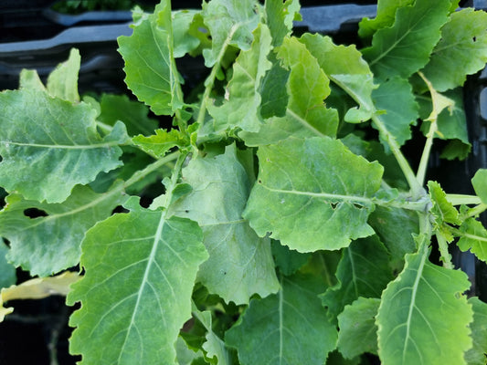 Chou daubenton perpétuel (Brassica oleracea)