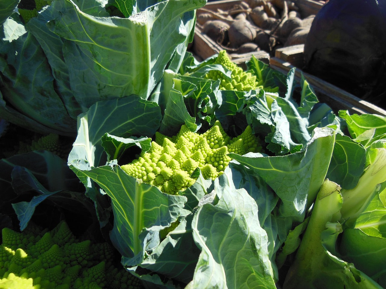 Chou Romanesco