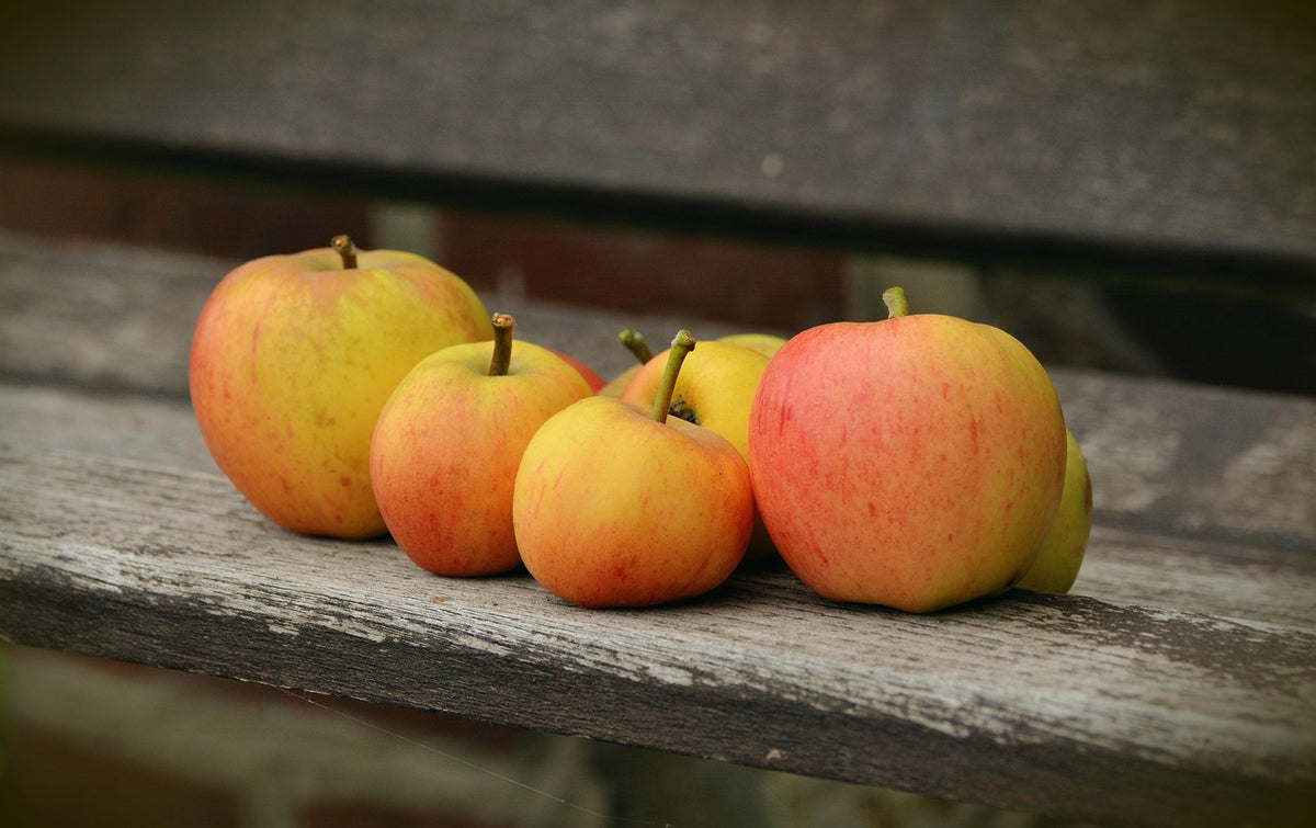Pommier 'Jolibois' // 'Alfred jolibois'