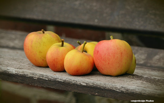 Pommier 'Jolibois' // 'Alfred jolibois'