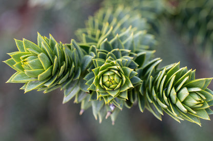 Araucaria // "désespoir du singe" (Araucaria araucana)