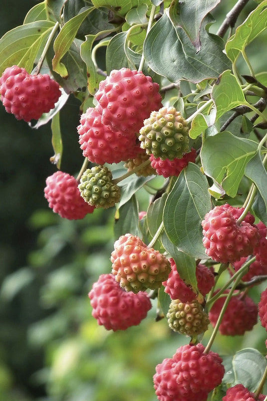 Cornouiller du japon (Cornus kousa)