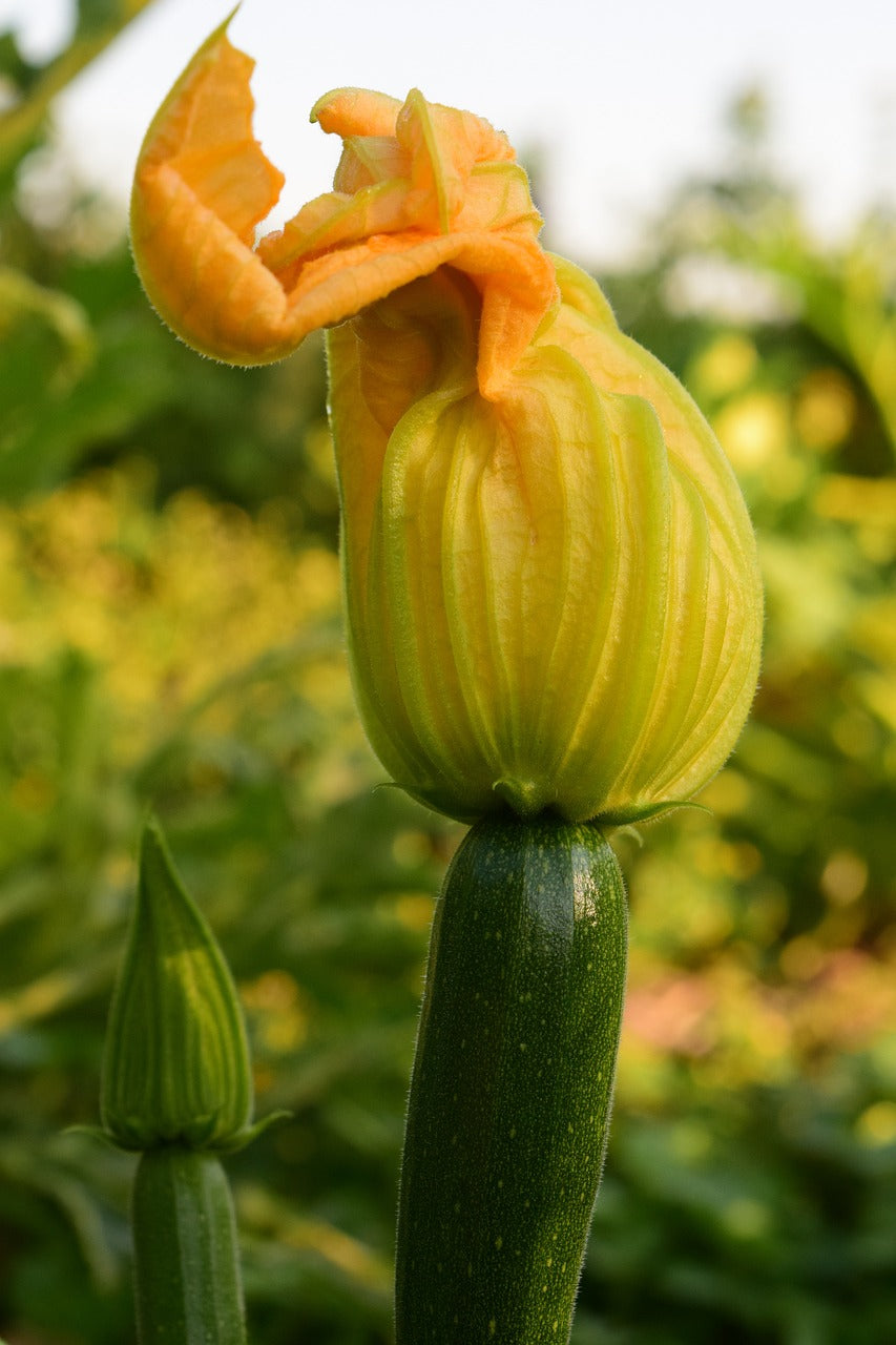 Courgette black beauty