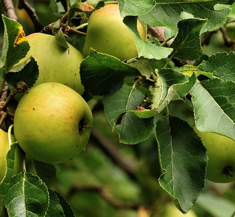 Pommier "Court pendu vert"