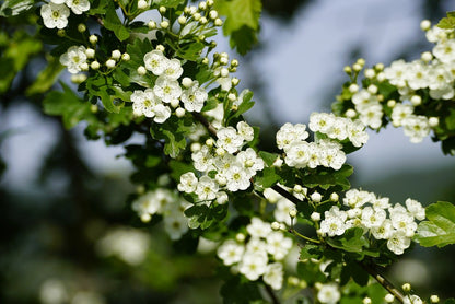 Aubépine (Crataegus monogyna)