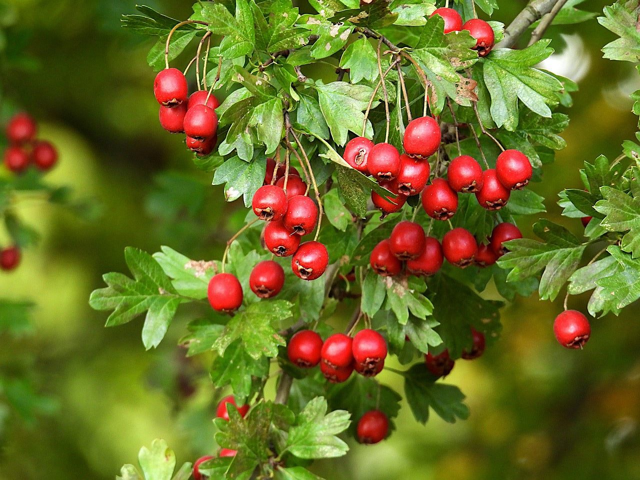 Aubépine (Crataegus monogyna)