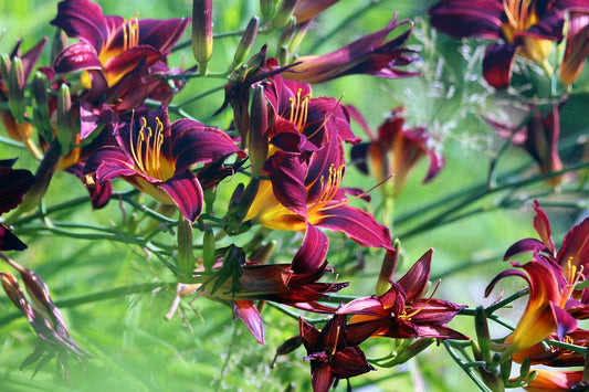 hémérocalle "Amercian revolution" (Hemerocallis)