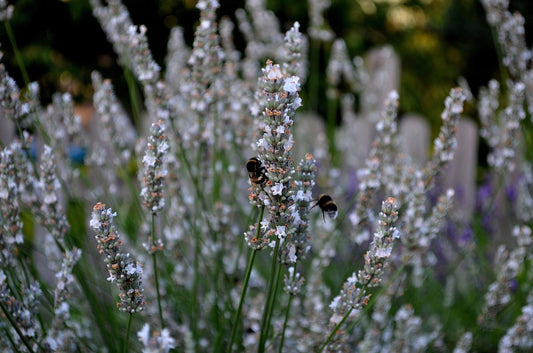 Lavande Blanche "Edelweiss" (lavandula angustifolia)