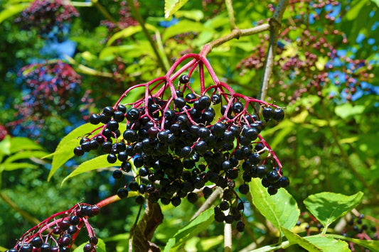 Sureau à gros "Hashberg" (sambucus nigra)