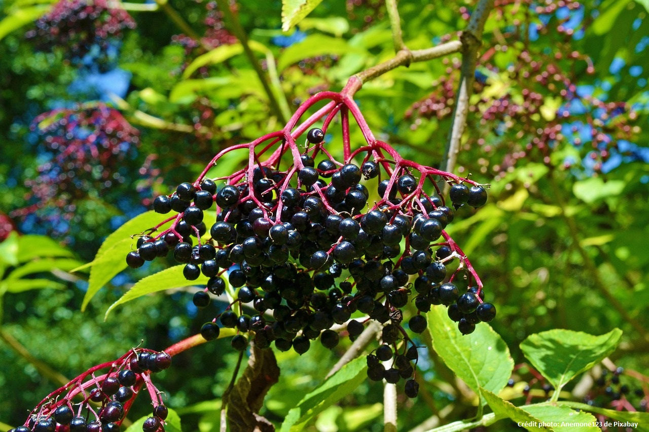 Sureau Noir (sambucus nigra)