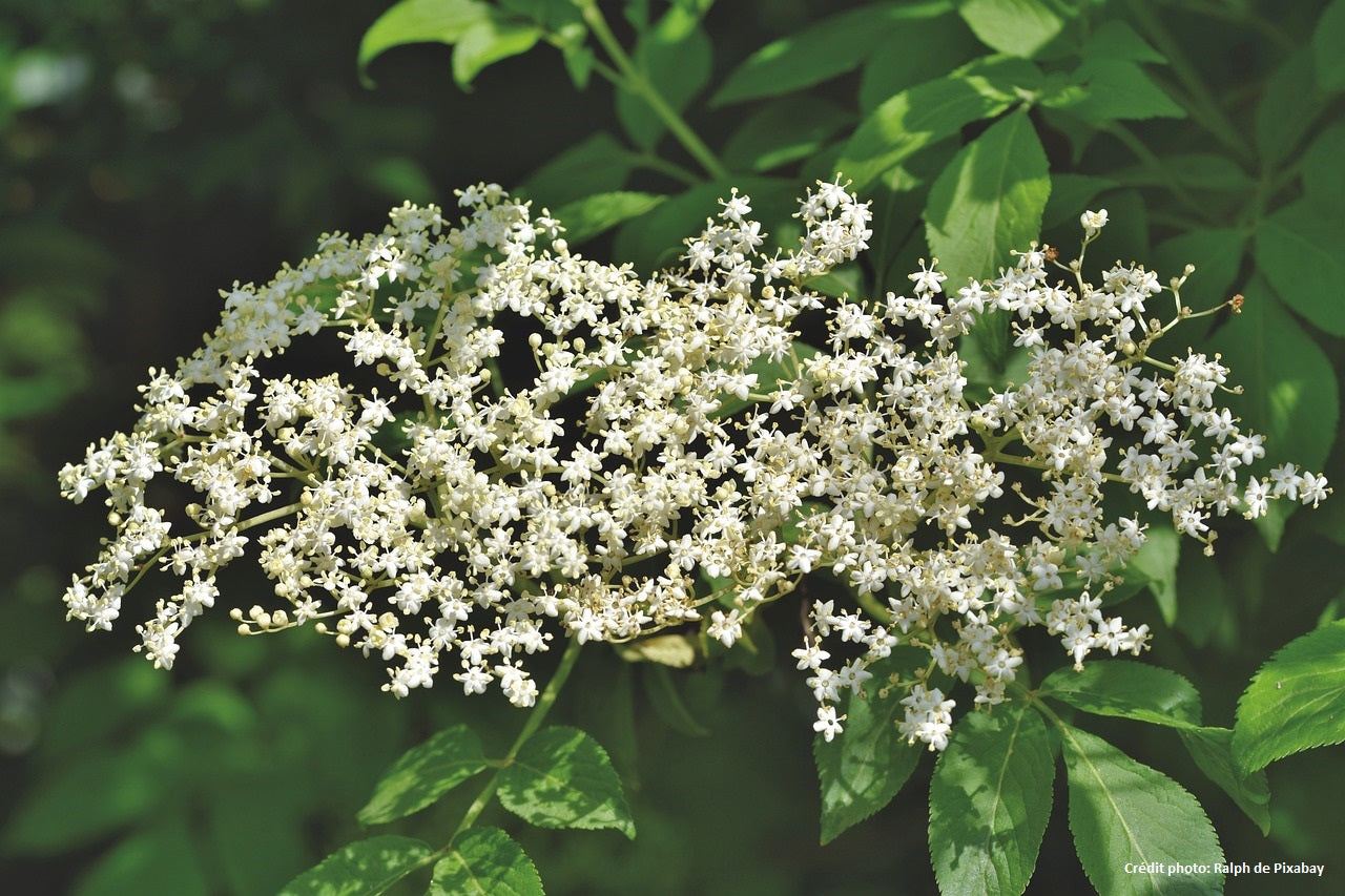 Sureau Noir (sambucus nigra)