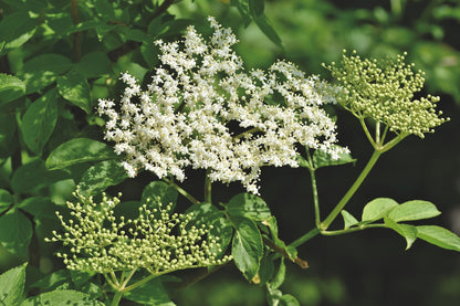 Sureau à gros "Sampo" (sambucus nigra)