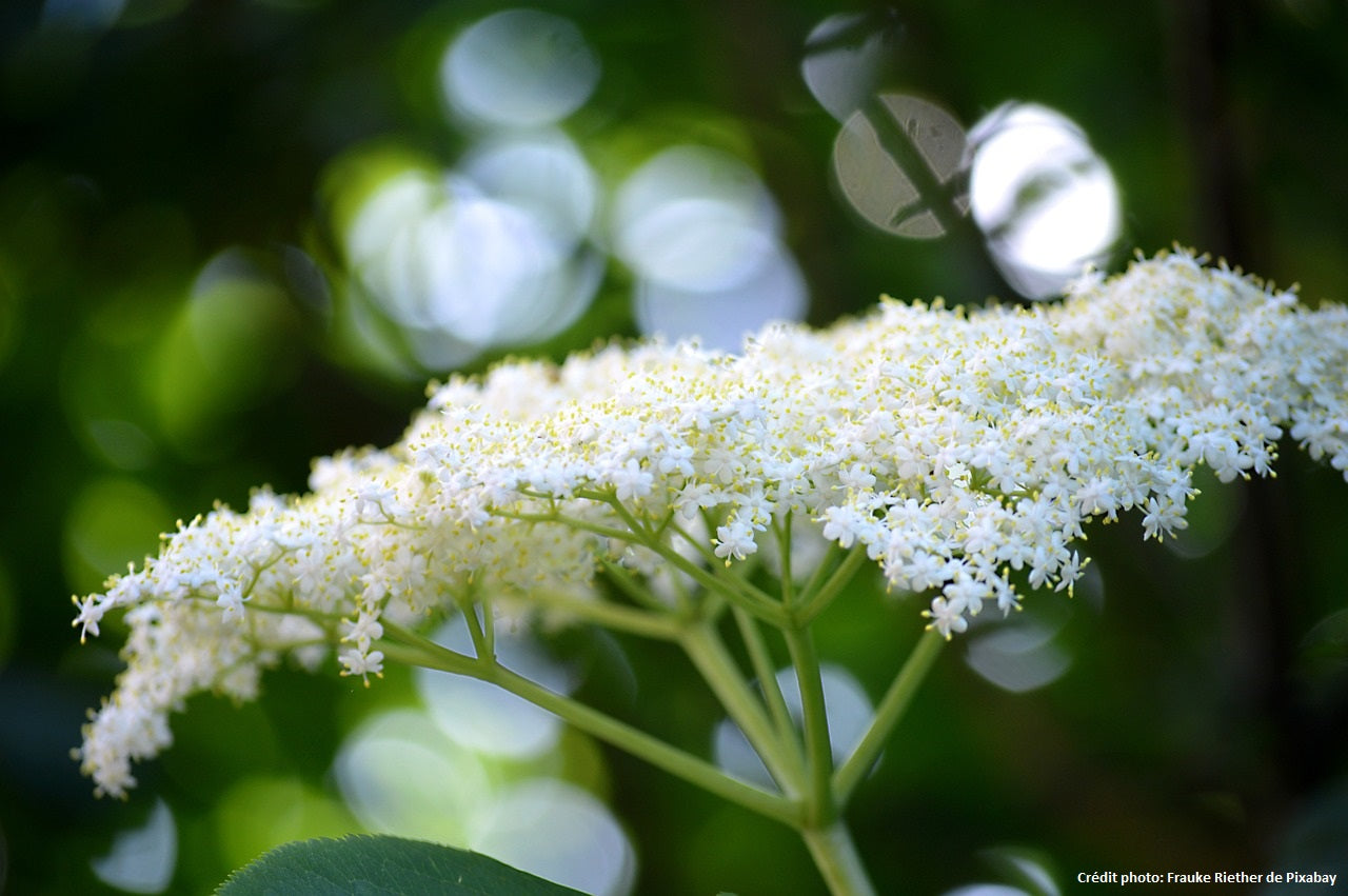 Sureau Noir (sambucus nigra)