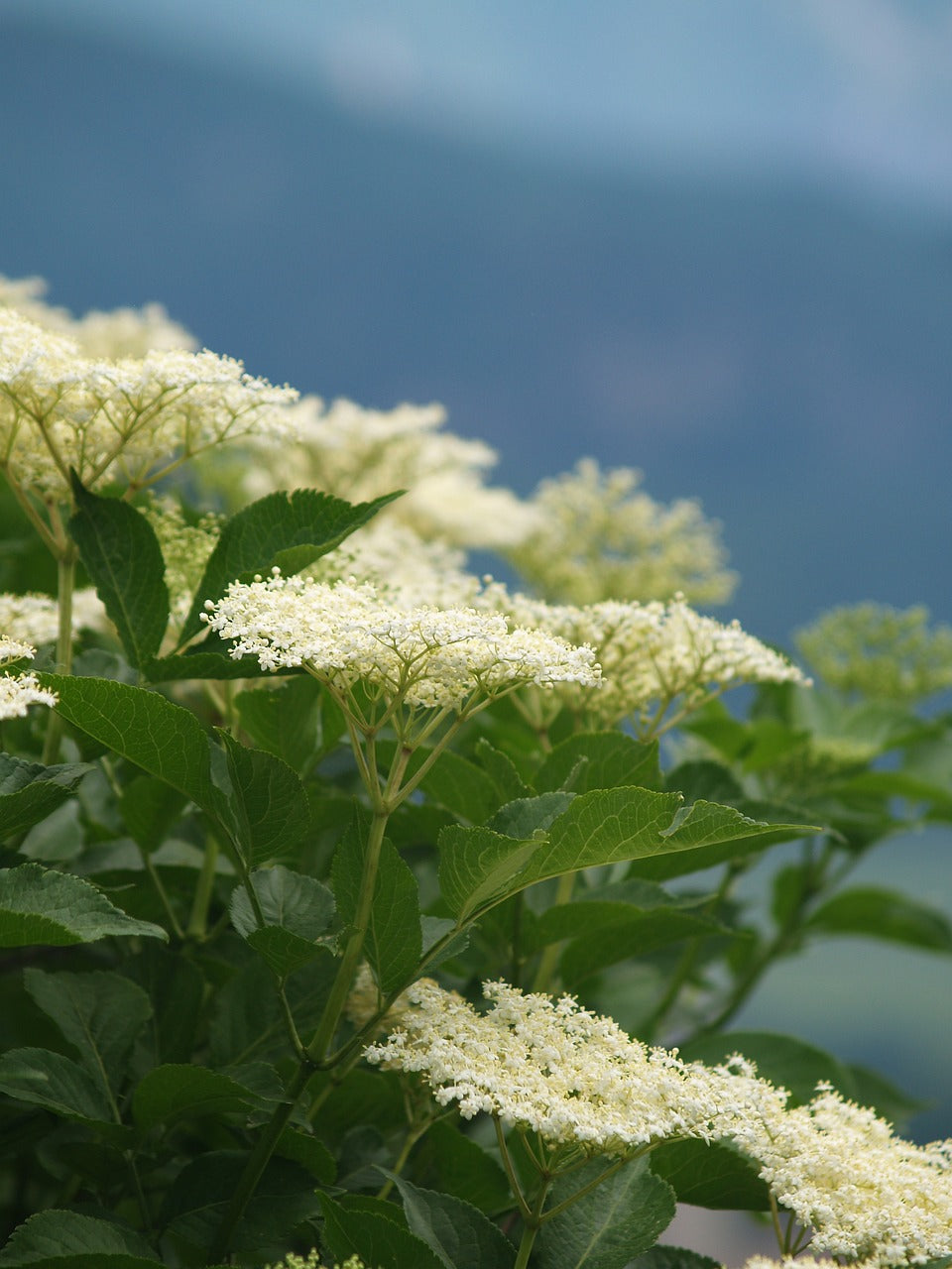 Sureau à gros "Sampo" (sambucus nigra)