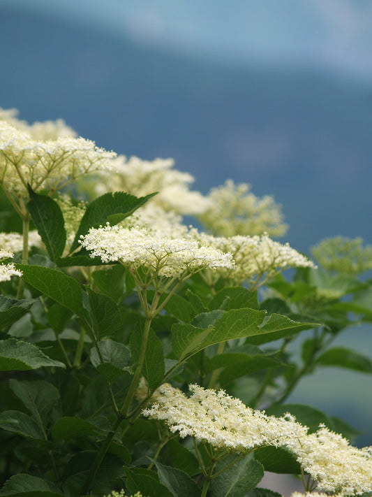 Sureau à gros "Sampo" (sambucus nigra)