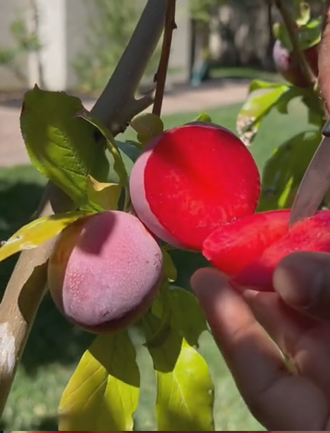 Prunier 'Elephant Heart"