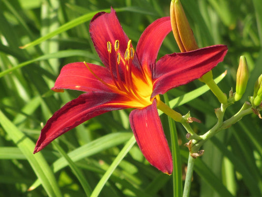 Hémérocalle ‘Crimson Pirate’ // Lys d'un jour (Hemerocallis)