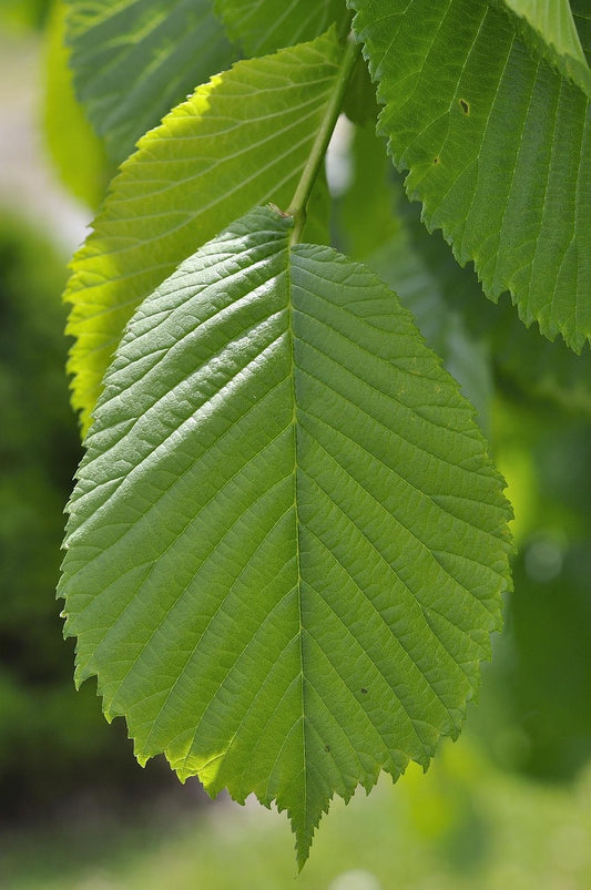 Orme champêtre (Ulmus minor)