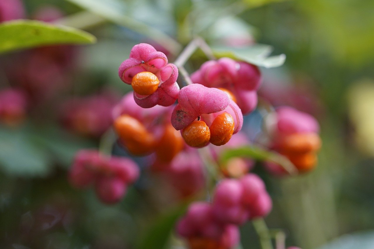 Fusain d'Europe (Euonymus europaeus)