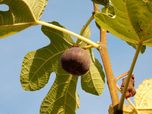 Figuier de "Madeleine 2 saison" (Ficus carica)