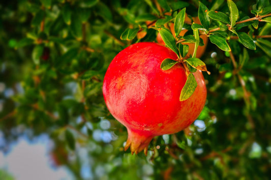 Grenadier 'Kazake' (Punica granatum) résistant au froid