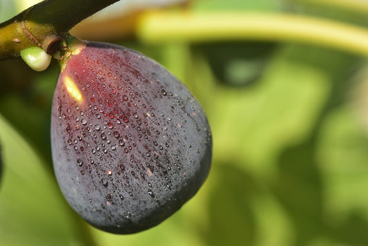 Figuier de "Violette de Solliès" (Ficus carica)