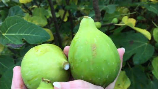 Figuier "Goutte d'or" (Ficus carica)