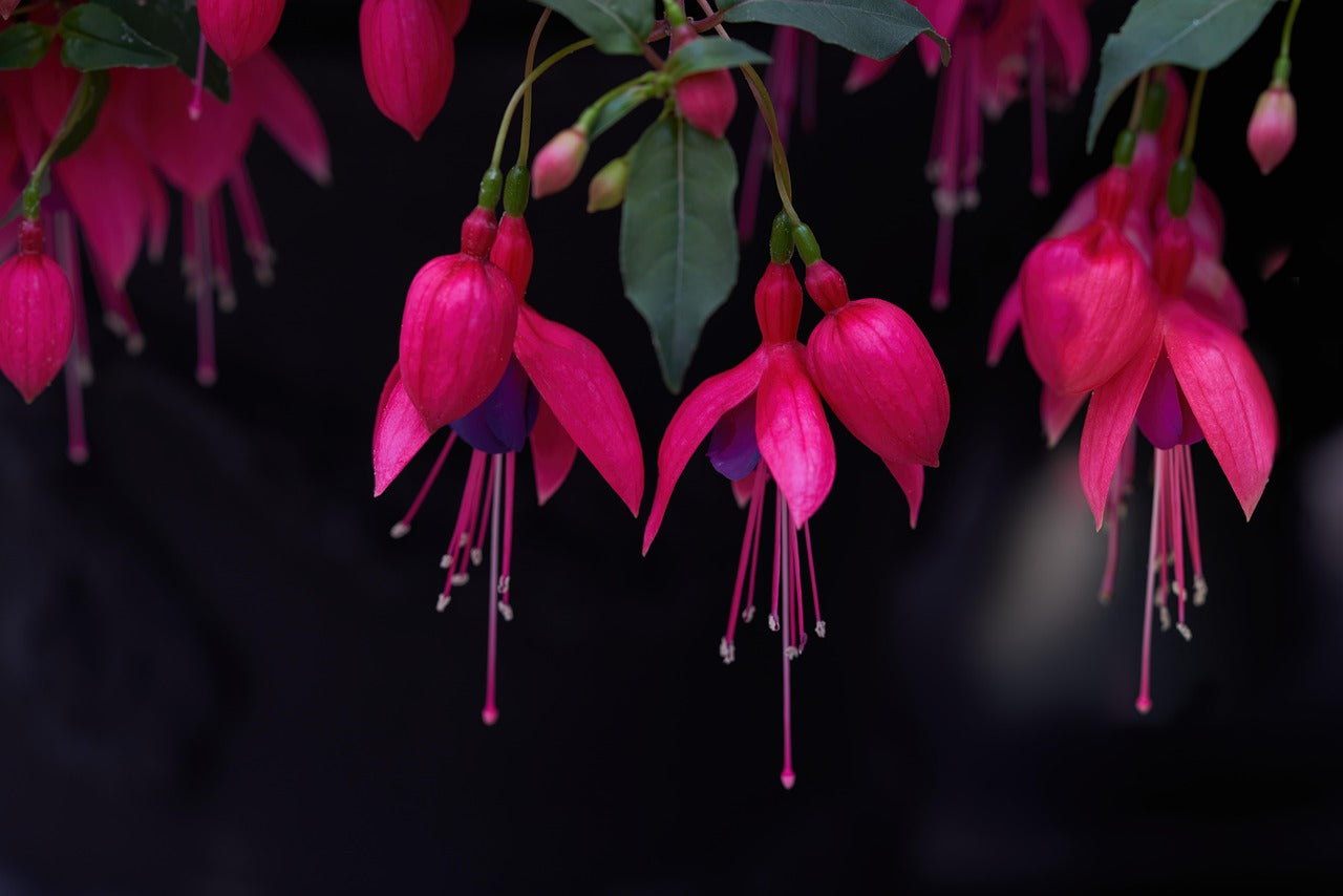 Fuchsia regia reitzi