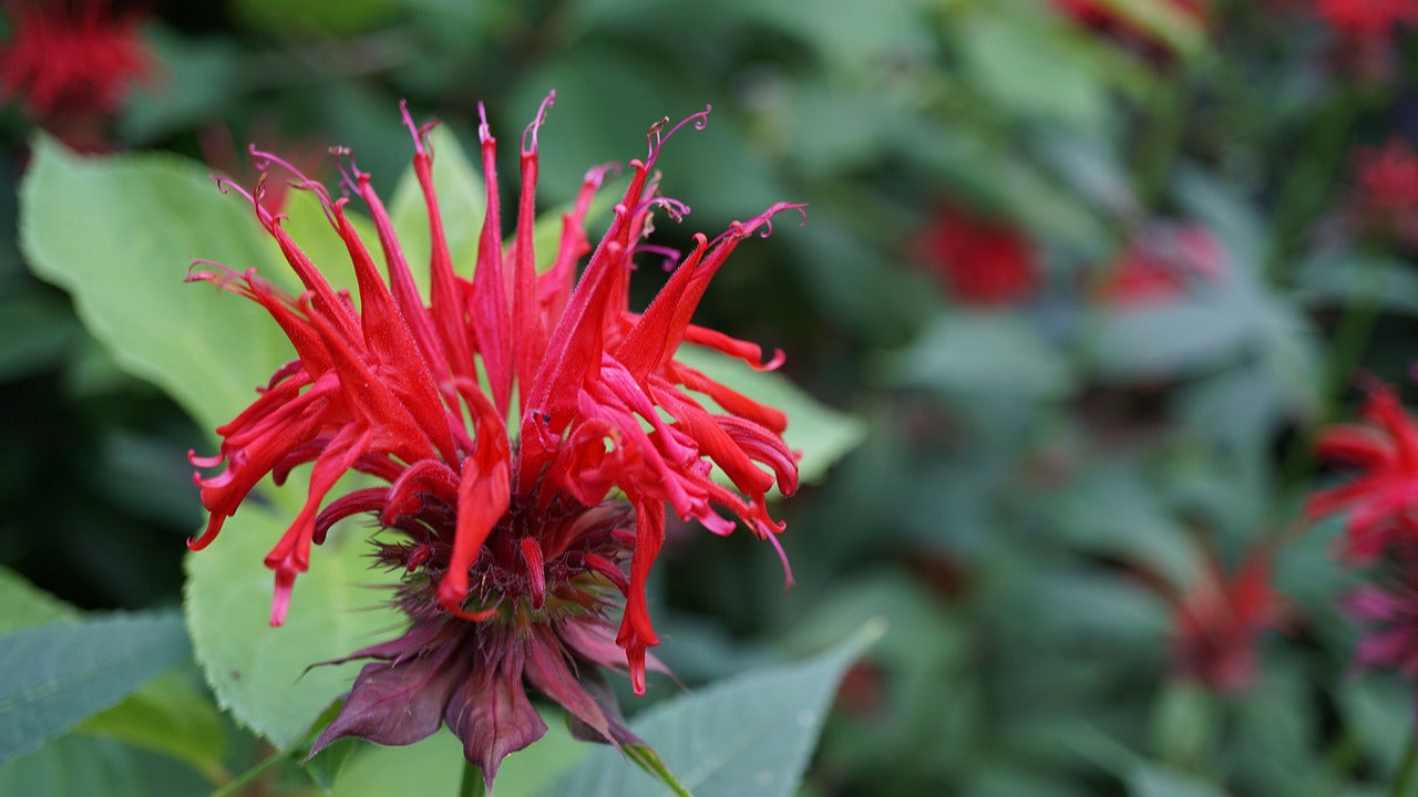 monarde monarda