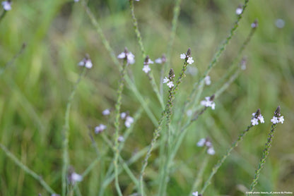 Verveine officinale (Verbena officinalis)