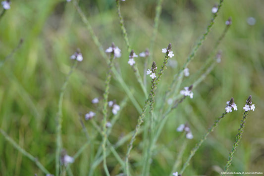 Verveine officinale (Verbena officinalis)