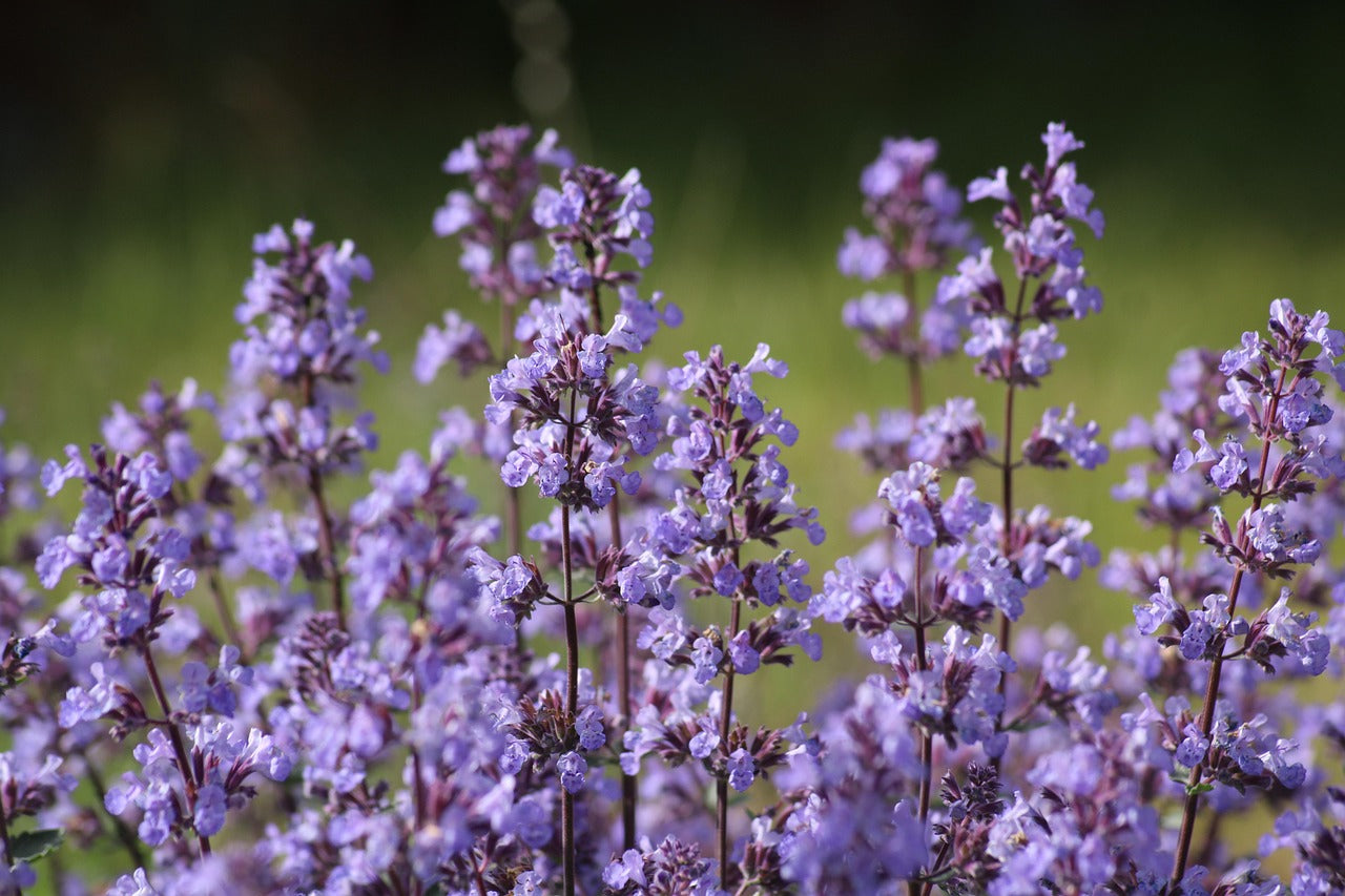 Herbe aux chats/ Cataire (Nepeta cataria)