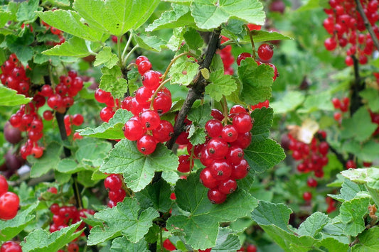 Groseille rouge "rolan" (ribes rubrum)