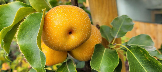 Nashi "Korean giant" (Pyrus pyrifolia) - poire japonaise