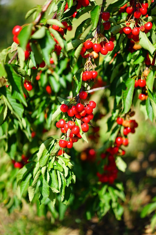 Cerisier ‘Auvergnate’ (Allier)