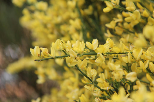 Genêt à balais (Cytisus scoparius)